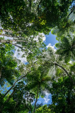 Yeşil Orman 'a bakıyorum. Yeni kaledonya ana ormanı. Canlı, yeşil, yemyeşil yaprakları var. alt görünüm arkaplanı