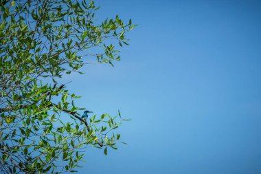 Mavi gökyüzüne karşı yeşil yaprakları olan bir ağaçtaki mavi balıkçı.