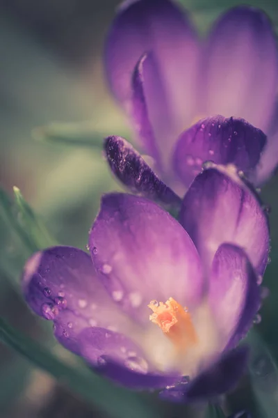 Close Looming Purple Crocus Flowers Soft Focus Sunny Spring Day — Stock Photo, Image