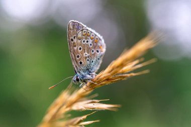 Altın bir çimen üzerinde gümüş saplı mavi (Plebejus argus) yakın plan