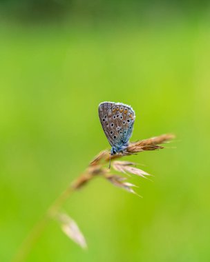 Doğal ortamda gümüş saplı maviye (Plebejus argus) yakın plan. yeşil bulanık arkaplan