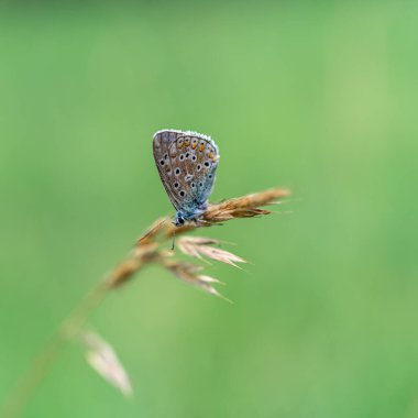 Doğal ortamda gümüş saplı maviye (Plebejus argus) yakın plan. yeşil bulanık arkaplan