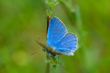 Doğal ortamda gümüş saplı maviye (Plebejus argus) yakın plan. yeşil bulanık arkaplan, kanatlar açık
