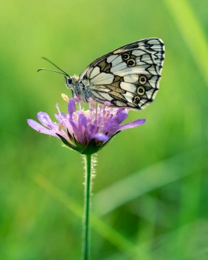 Doğal ortamda mor bir çiçeğin üzerinde mermer beyaz bir kelebeğin yakın çekimi. Kanatlar kapalı.