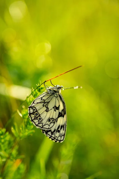 Gros Plan Papillon Blanc Marbré Sur Brin Herbe Milieu Naturel — Photo