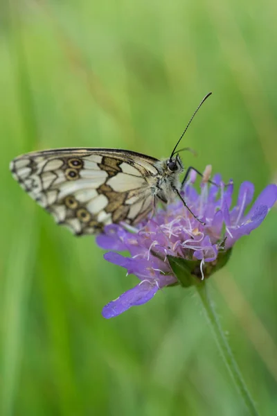 Gros Plan Papillon Blanc Marbré Sur Une Fleur Sauvage Violette — Photo