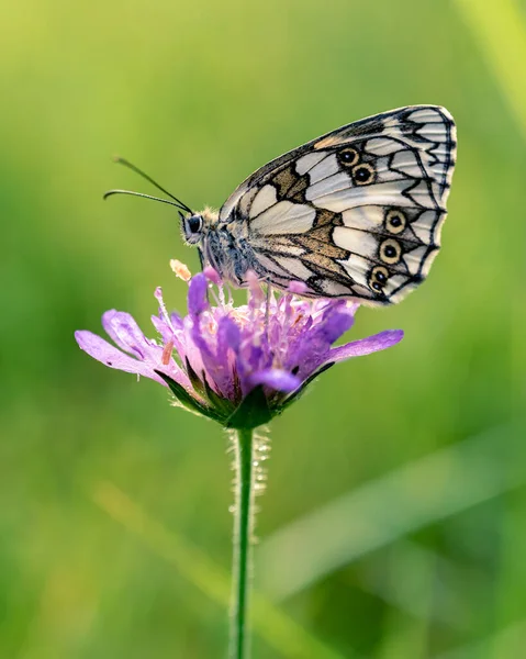 Gros Plan Papillon Blanc Marbré Sur Une Fleur Sauvage Violette — Photo