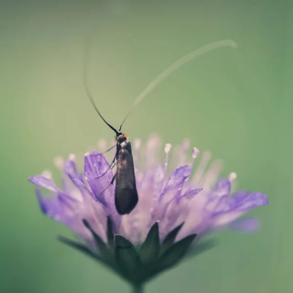 Detail Hmyzu Obrovskou Anténou Fialové Divoké Květině Přírodním Prostředí — Stock fotografie