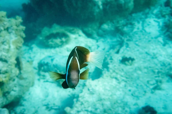 Підводний Портрет Ізольованої Клоунної Риби Кораловому Рифі Природному Середовищі — стокове фото