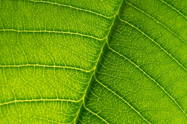 Abstract Groen Blad Textuur Natuur Achtergrond Tropisch Blad — Stockfoto