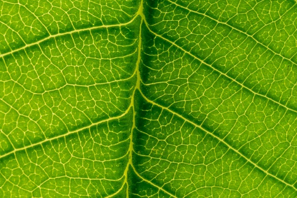 Abstract Groen Blad Textuur Natuur Achtergrond Tropisch Blad — Stockfoto