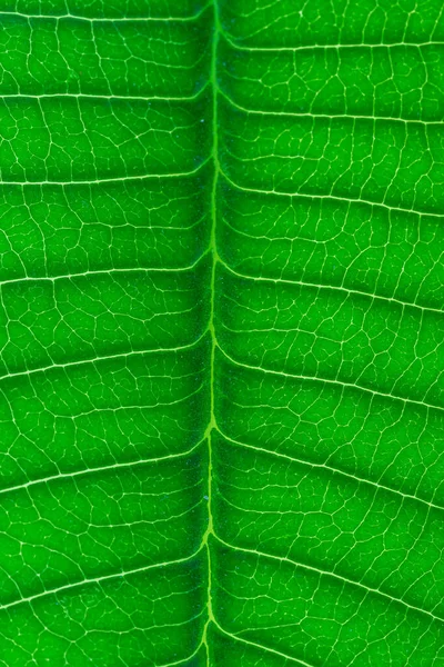 Abstract Green Leaf Texture Nature Background Tropical Leaf — Stock Photo, Image