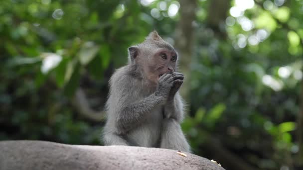 Little Monkey Feeding Jungle High Angle Point Interest Movement — Stock Video