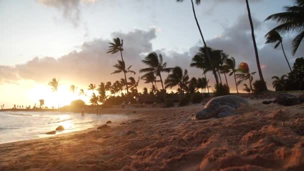 Tortue se reposant sur une plage de sable au coucher du soleil à Kauai, Hawaii.Mid angle, mouvement panoramique .