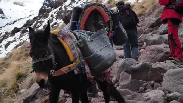 Burros Berberes Descendo Inverno Enquanto Toubkal Caminham Atlas Marroquino Imlil — Vídeo de Stock