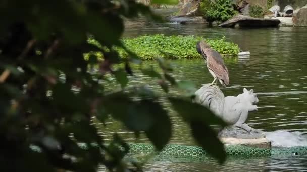 チェンマイ甲斐石記念公園の伝統的な中国の公園で池で大きな鳥の洗濯 低角度 スローモーション — ストック動画