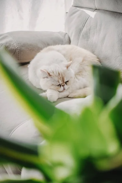 Oturma odasındaki kanepede yeşil çiçekli egzotik bir kedi. — Stok fotoğraf