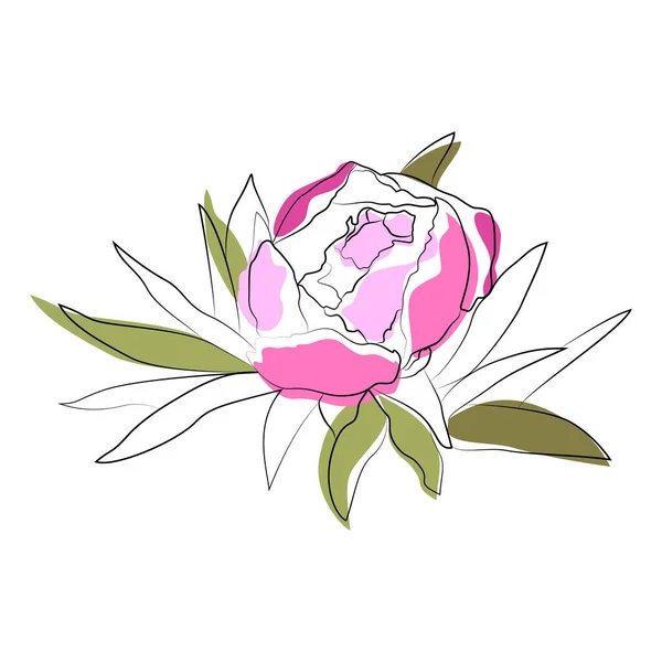 Rosa peonía línea de flores dibujo stock vector ilustración — Vector de stock