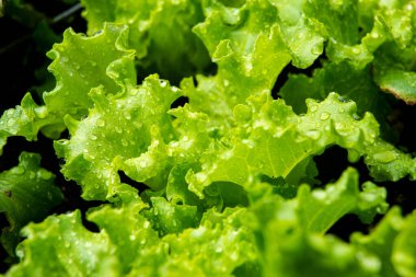 Sebze bahçesinde kıvırcık kıvırcık kıvırcık marul yetişiyor.