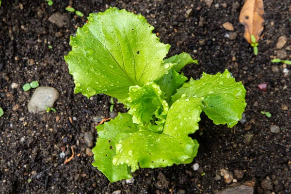 Laitue Blonde Frisée Pousse Dans Potager — Photo