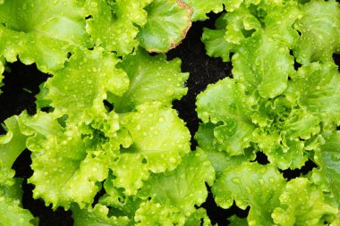 Sebze bahçesinde kıvırcık kıvırcık kıvırcık marul yetişiyor.