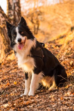 Çimlerde çoban köpeği