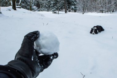 Border collie kar topuyla oynamak için bekliyor.