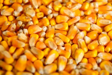 Yakından çekilen mısır taneleri