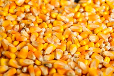 Yakından çekilen mısır taneleri