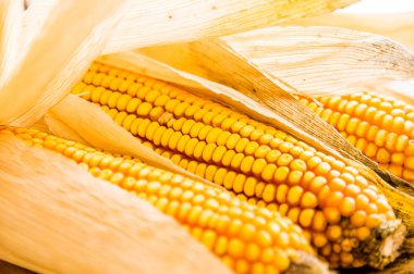 Taze hasat edilmiş mısır koçanları