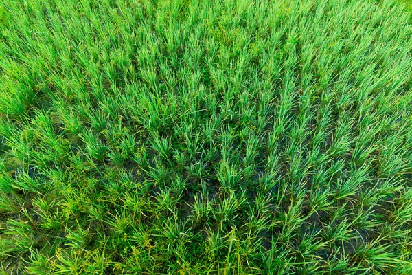 Camino Madera Vacío Con Campo Arroz Como Fondo — Foto de Stock