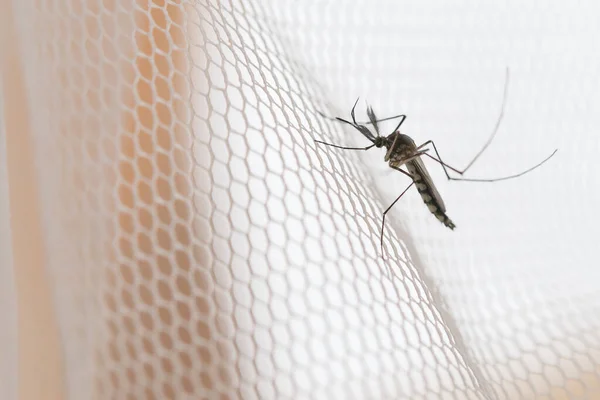 Beyaz sivrisinek tel örgüsü üzerindeki sivrisinek ağı. Sivrisinek hastalığı sıtmanın, Zica virüsünün ve hummanın taşıyıcısı..