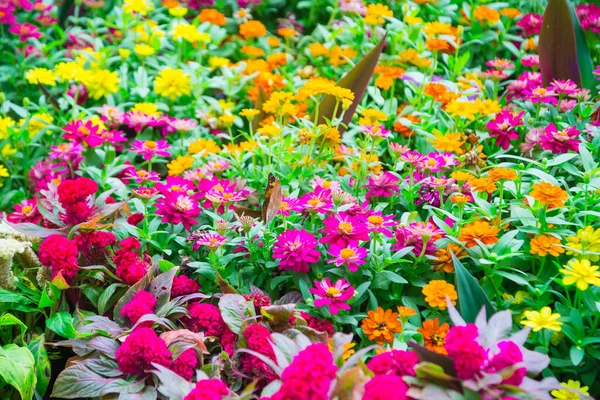 Vackra Blommor Bakgrund Bakgrundsbilden Färgglada Blommor — Stockfoto