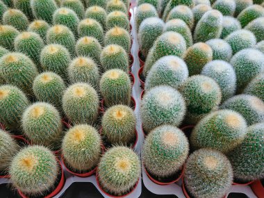 Kaktüs bitkisi yaprakları deseni. Yeşil yapraklar. Doğal arka plan. yeşil yaprak dokusu arkaplanı