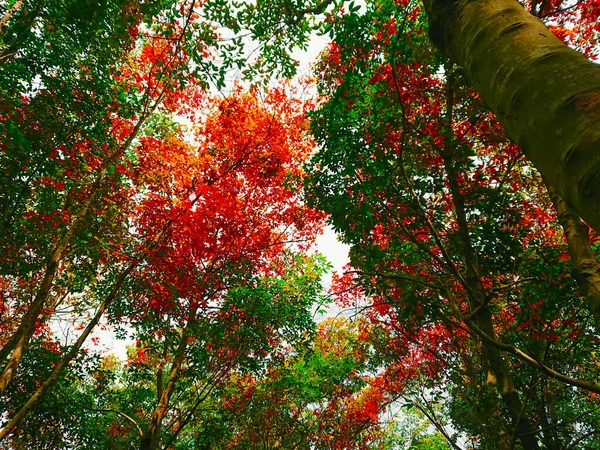 Hermoso Paisaje Otoñal Bosque Pintoresco Coloridos Árboles Otoñales Bosque —  Fotos de Stock