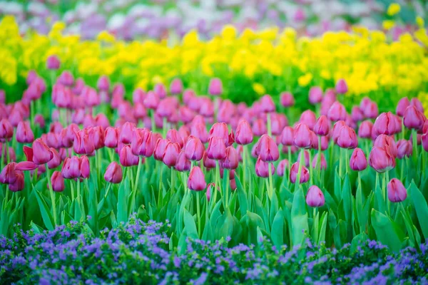 Bunte Tulpen Blumengarten Tulpenfeld — Stockfoto