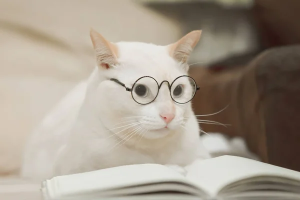 Gözlük takıp kitap okuyan sevimli bir iş kedisi. Beyaz kedi kanepede yatıyor..