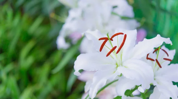 Bahçede beyaz zambak, Lily joop çiçekleri, Lilium oriental joop, bahar çiçeği.