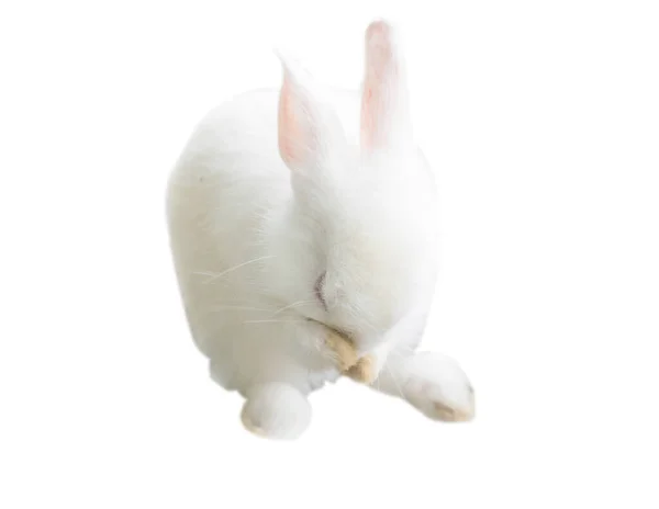 Baby Kanin Isolat Bakgrund — Stockfoto