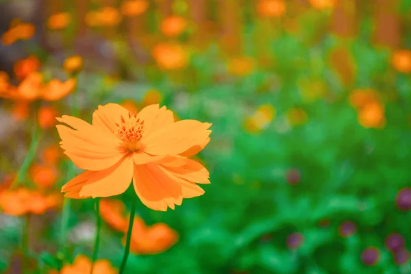 Amarelo Laranja Flores Cosmos Jardim — Fotografia de Stock