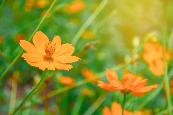 Amarelo Laranja Flores Cosmos Jardim — Fotografia de Stock