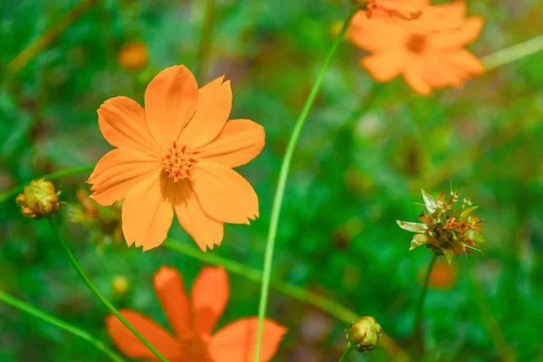 Amarelo Laranja Flores Cosmos Jardim — Fotografia de Stock