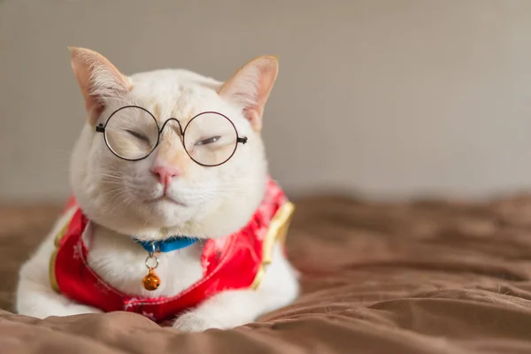 Roupa Gato Terno Vermelho Chinês Desgaste Gato Qipao Para Dia — Fotografia de Stock