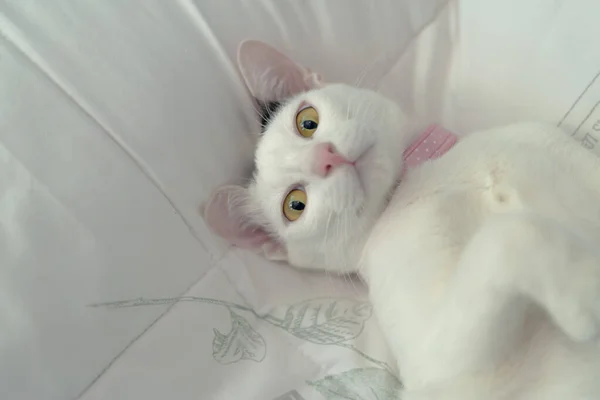 Cute White Cat Lying Bed Fluffy Pet Gazing Curiously — Stock Photo, Image