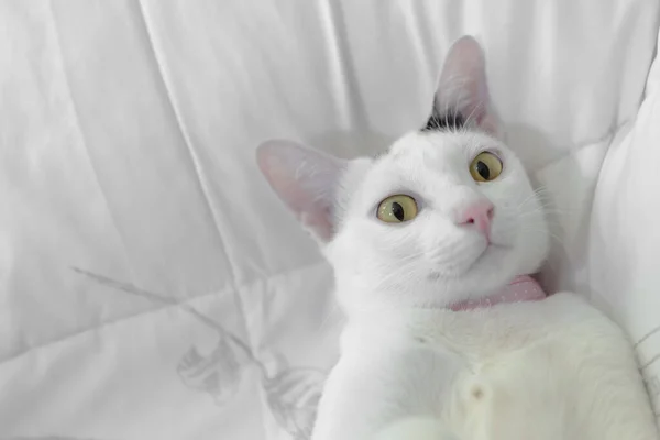Aranyos Fehér Macska Fekszik Ágyban Bolyhos Kisállat Bámul Furcsán — Stock Fotó
