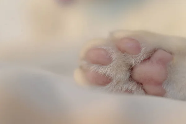 Pés Gato Patas Gato Gato Branco Dormindo — Fotografia de Stock