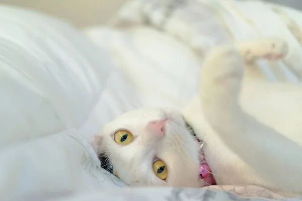 Lindo Gato Blanco Acostado Cama Fluffy Mascota Está Mirando Con — Foto de Stock