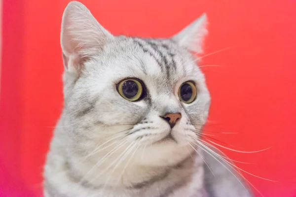 Portrait Scottish Fold Cat Face Scottish Fold Cat — Stock Photo, Image