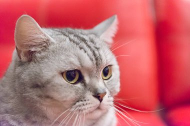 İskoç kedisinin portresi. İskoç kedisinin yüzü.