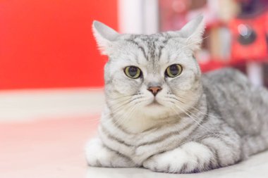 İskoç kedisinin portresi. İskoç kedisinin yüzü.